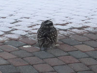 Northern Hawk Owl