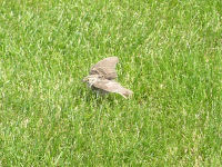 Savannah Sparrow