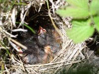 Savannah Sparrow