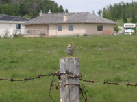 Savannah Sparrow