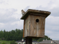 Savannah Sparrow