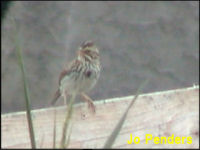 Savannah Sparrow