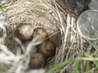 Savannah Sparrow