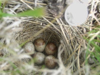 Savannah Sparrow