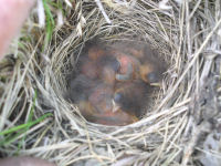 Savannah Sparrow