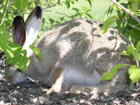 White-tailed Jack Rabbit