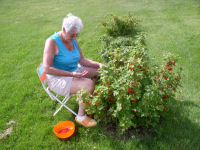 Jeannette -- picking red currants